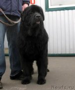 Превью фото № 145947