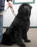 Превью фото № 145949