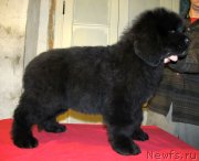 Превью фото № 145950