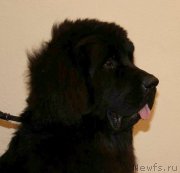 Превью фото № 145993