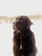 Превью фото № 146001