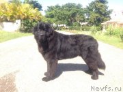 Превью фото № 146006