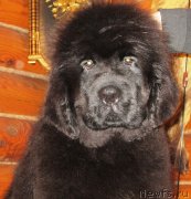 Превью фото № 146010