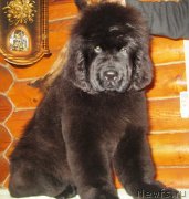 Превью фото № 146013