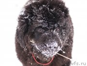 Превью фото № 146026