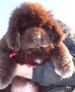 Превью фото № 146133