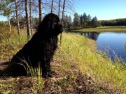 Превью фото № 146195