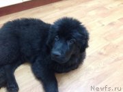 Превью фото № 146196