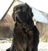 Превью фото № 146281