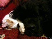 Превью фото № 146372