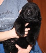 Превью фото № 146394