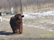 Превью фото № 146445