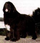 Превью фото № 1465