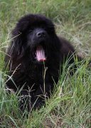 Превью фото № 146536