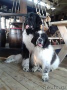 Превью фото № 146552