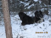 Превью фото № 146556