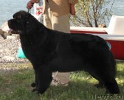 Превью фото № 146610