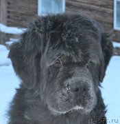 Превью фото № 146617