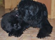 Превью фото № 146620