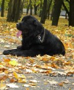 Превью фото № 146668