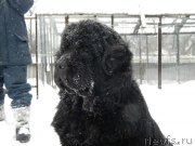 Превью фото № 146671