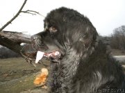 Превью фото № 146672