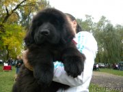 Превью фото № 146687