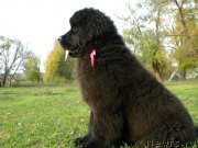 Превью фото № 146688