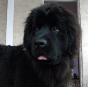 Превью фото № 146694