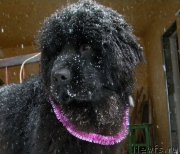 Превью фото № 146696