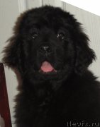 Превью фото № 146742