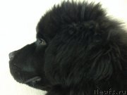 Превью фото № 146745