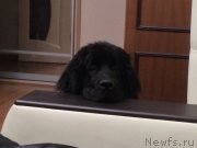 Превью фото № 146748