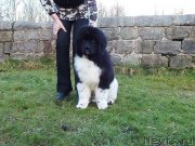 Превью фото № 146759