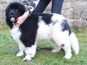 Превью фото № 146760