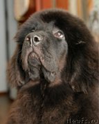 Превью фото № 146769