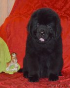 Превью фото № 146775