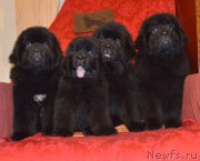 Превью фото № 146786