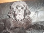 Превью фото № 146870