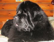 Превью фото № 146876