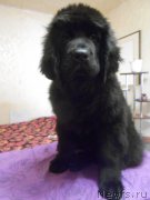 Превью фото № 146964