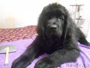 Превью фото № 146965