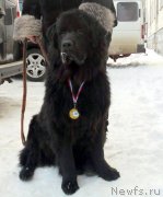 Превью фото № 146975