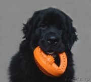 Превью фото № 146976