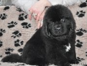 Превью фото № 147031