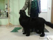 Превью фото № 147041