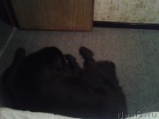 Превью фото № 147045