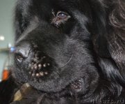 Превью фото № 147074