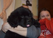 Превью фото № 147084