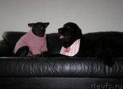 Превью фото № 147085